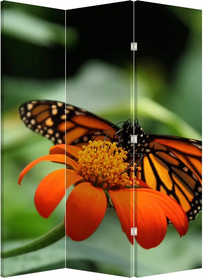 Paravan - Fluture pe floare (126x170 cm)