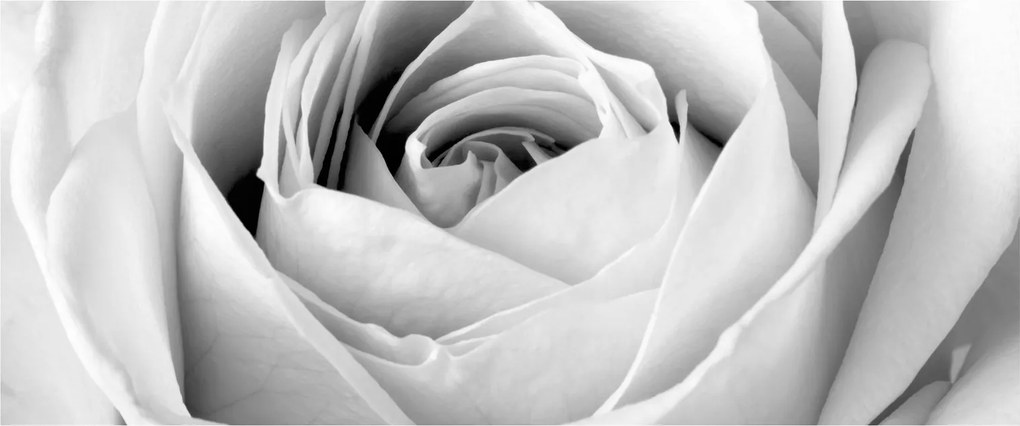 Tablou - Detailu de floare de trandafir (120x50 cm)