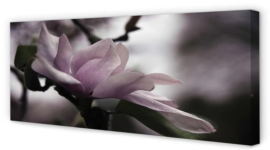 Tablouri canvas Magnolie