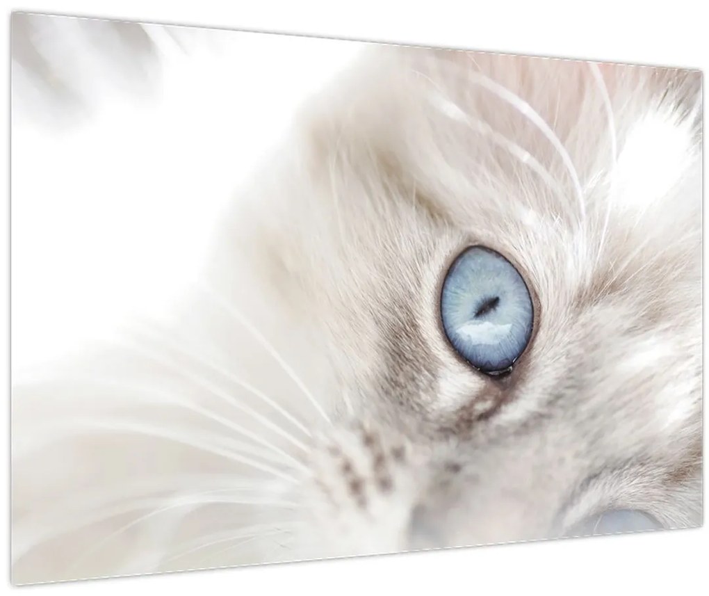 Tablou - Pisica cu ochi albaștri (90x60 cm)