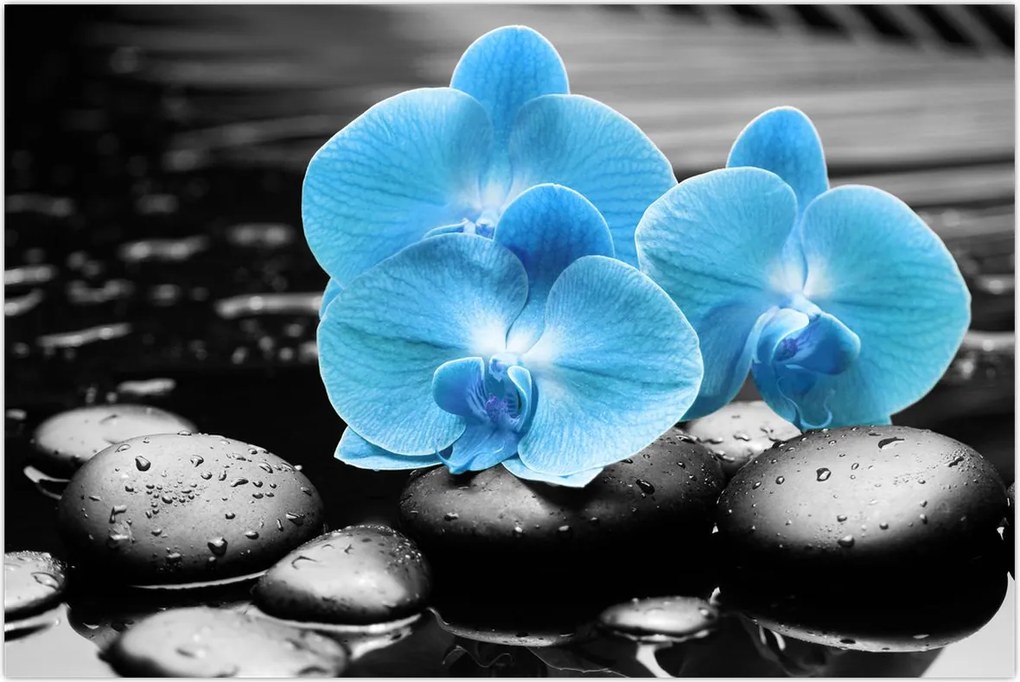 Tablou - Orhidee albastră (90x60 cm)