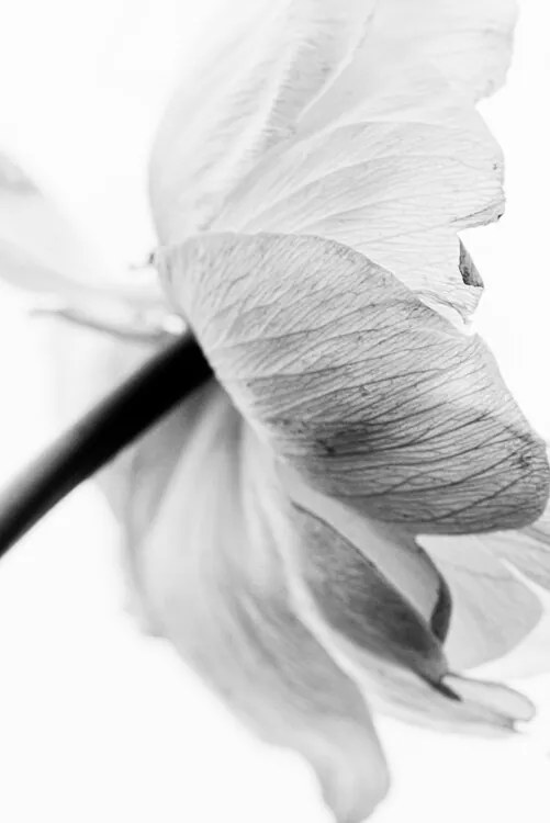 Fotografie Blooming Flower, Magda Izzard