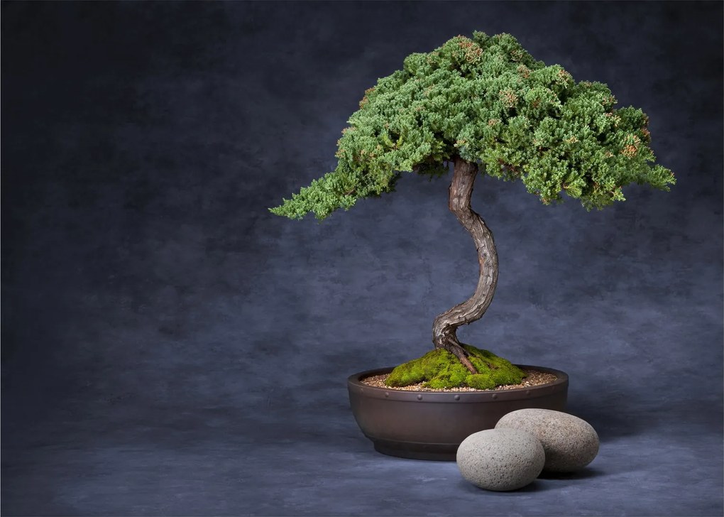 Tablou - Bonsai (70x50 cm)
