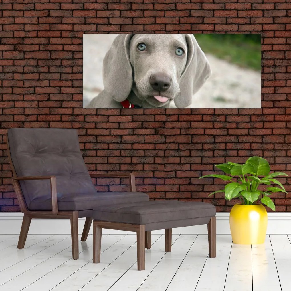 Tablou - cățeluș weimaraner (120x50 cm)