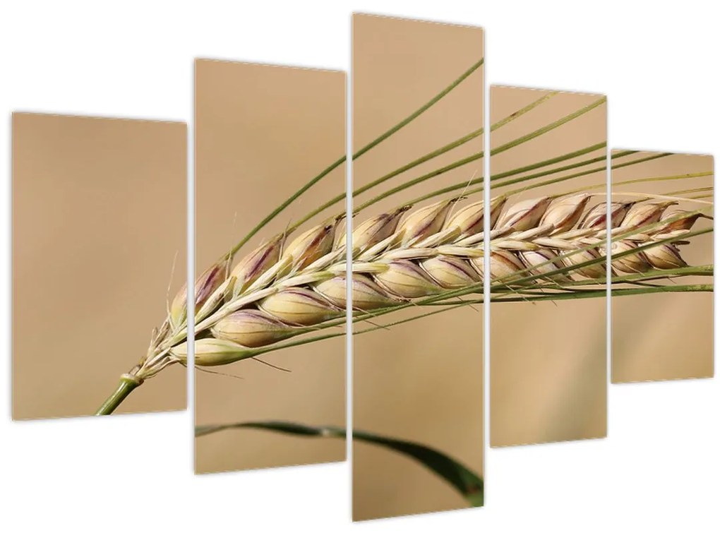 Tablou - Grâu (150x105 cm)