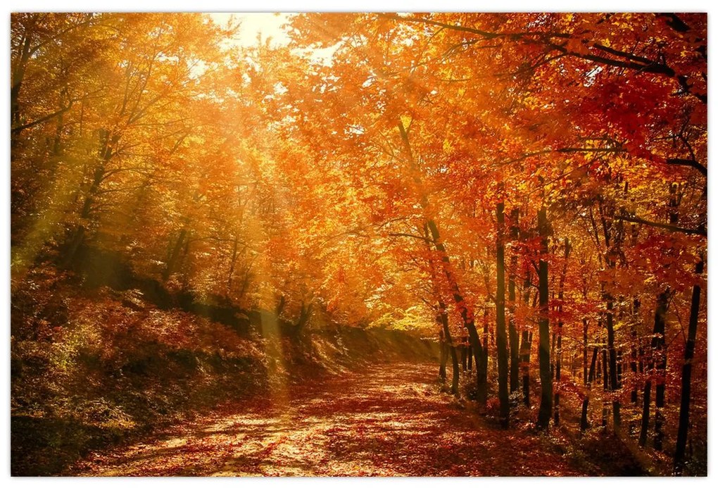 Tablou cu pădurea în toamnă (90x60 cm)