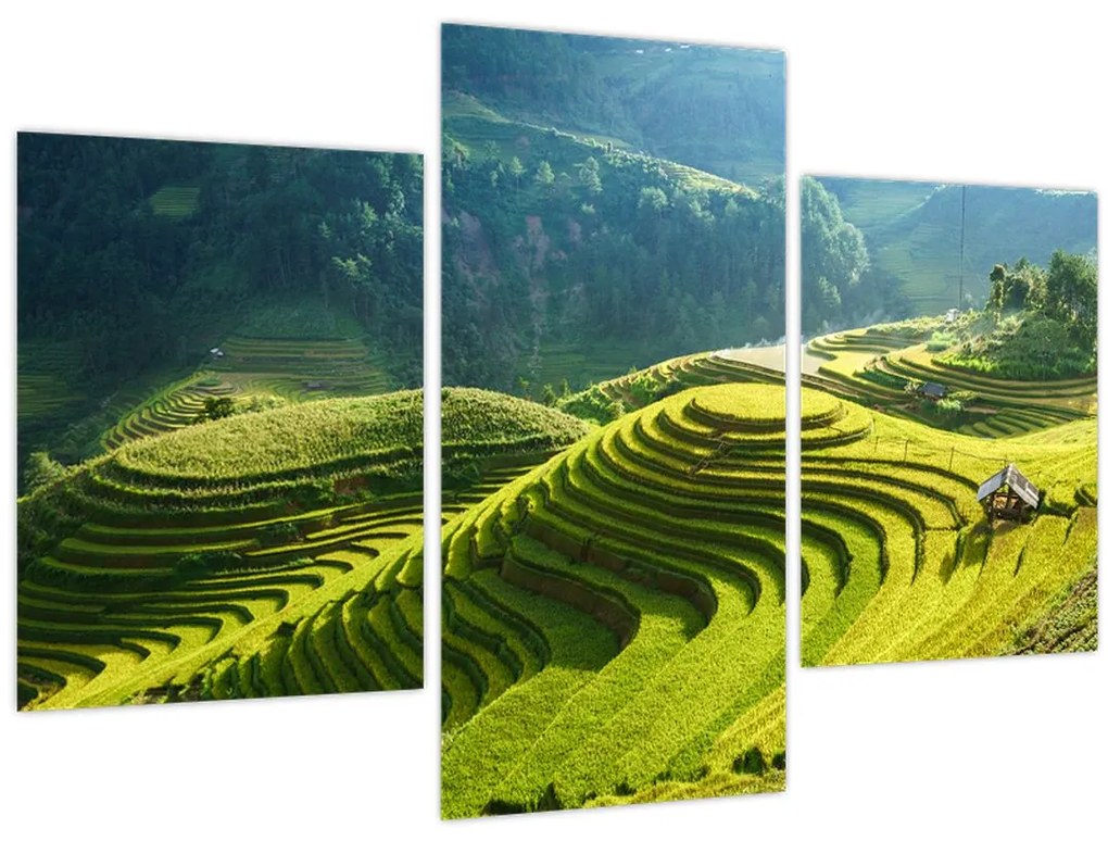 Tablou - Concert Terase de orez (90x60 cm)