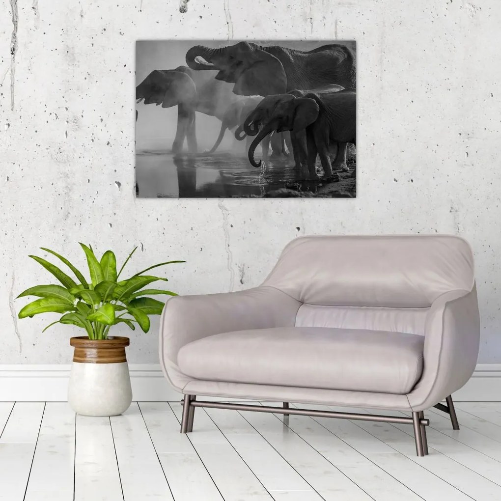 Tablou pe sticlă cu elefanți - albnegru (70x50 cm)