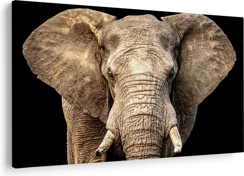 Tablou - Elefant african (90x60 cm)
