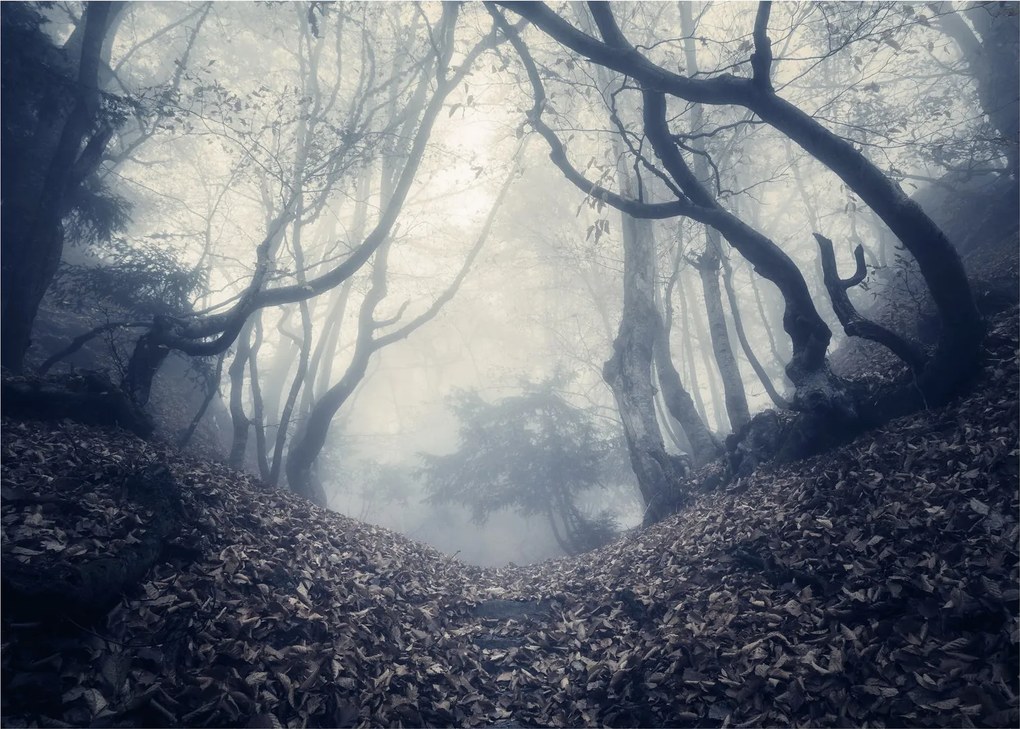 Tablou - Pădurea în ceață (70x50 cm)
