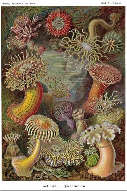 Poster Ernst Haeckel - Seeanemonen