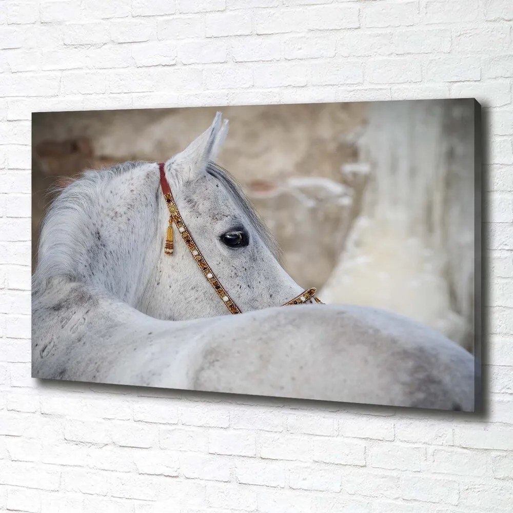Tablou pe pânză canvas Cal arab alb