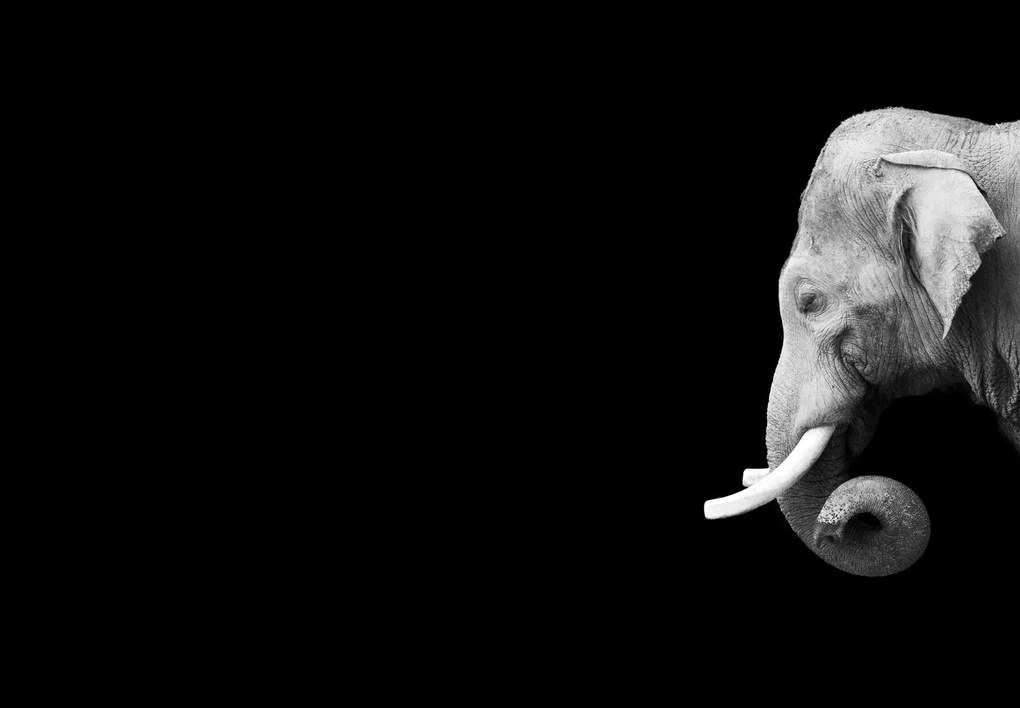 Fototapet - Elefant, alb și negru (147x102 cm)