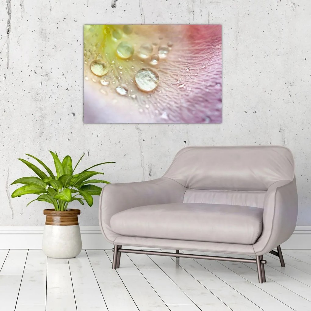 Tablou - Picături de rouă (70x50 cm)