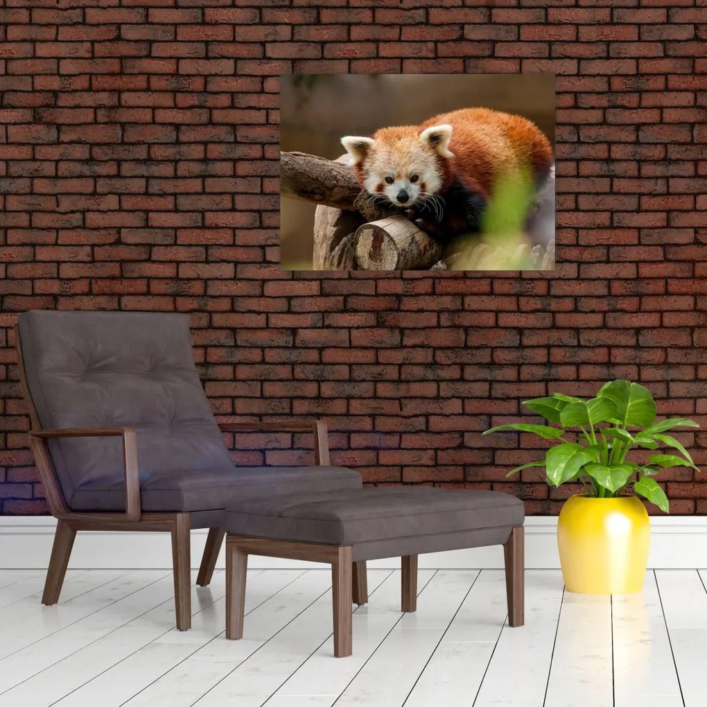 Tablou pe sticlă cu panda roșie (70x50 cm)