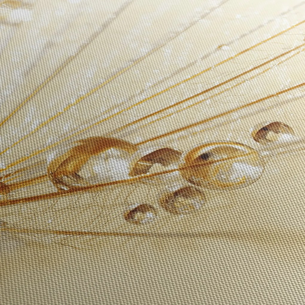 Tablou - Fotografie macro de păpădie (70x50 cm)