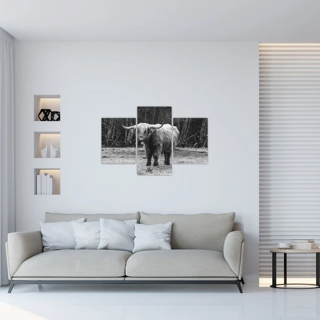 Tablou - Vacă scoțiană 3,alb-negru (90x60 cm)