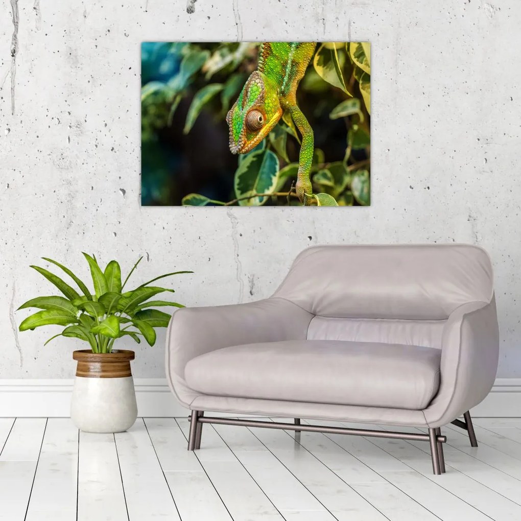 Tablou cu cameleon (70x50 cm)
