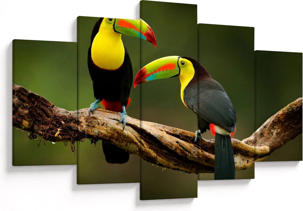 Tablou tucani sezând , Costa Rica (150x105 cm)
