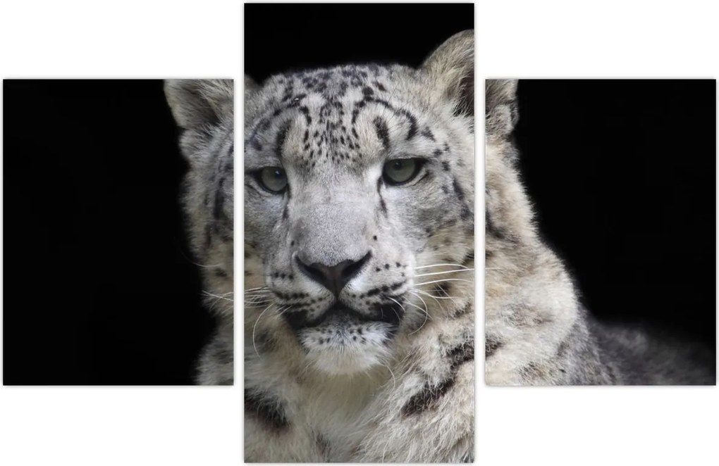 Tablou - Snow Leopard (90x60 cm)