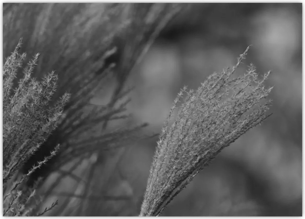 Tablou - Iarbă de pampas uscată (70x50 cm)