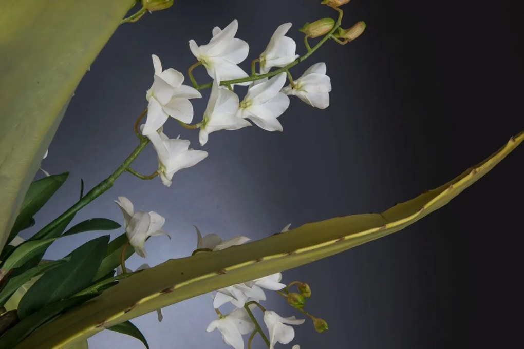 Aranjament floral mare design LUX ETERNITY BOWL ATHENA 1142260.95