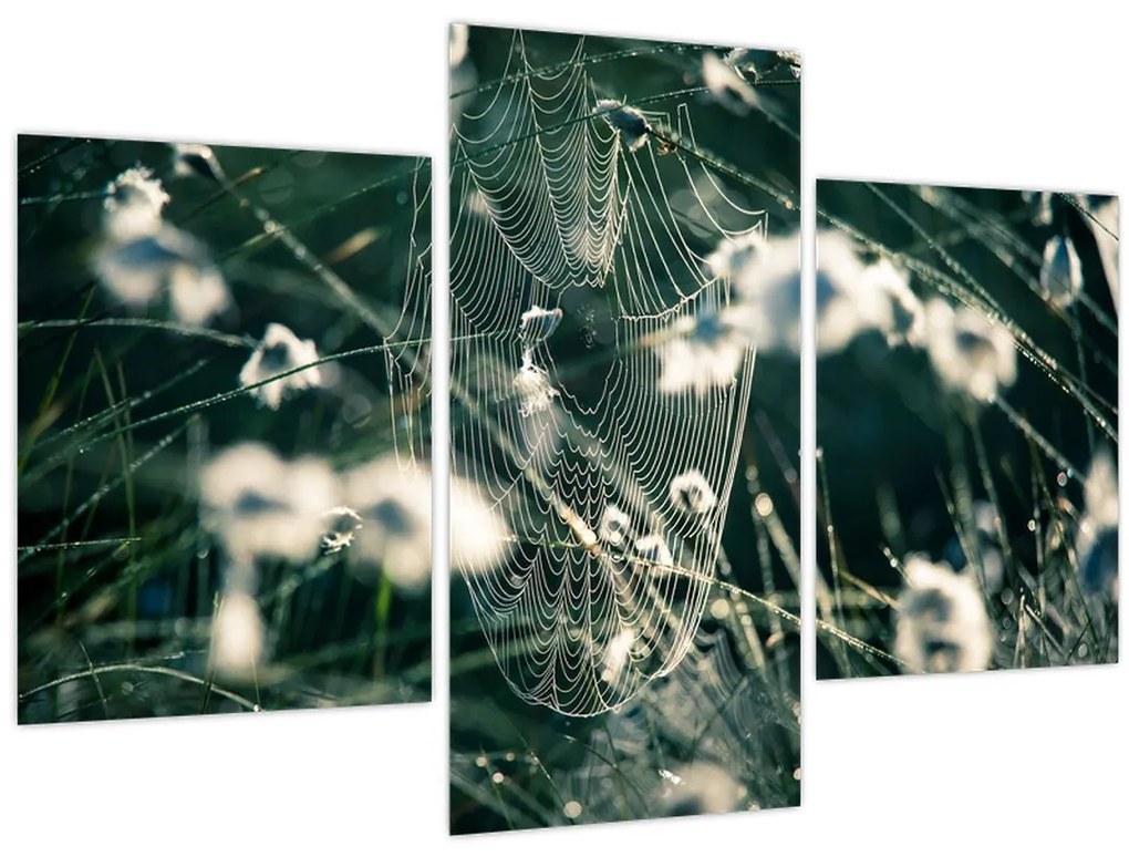 Tablou - Pânză de păianjen (90x60 cm)