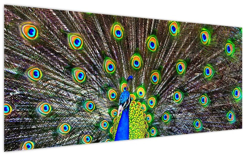 Tablou - Păun (120x50 cm)