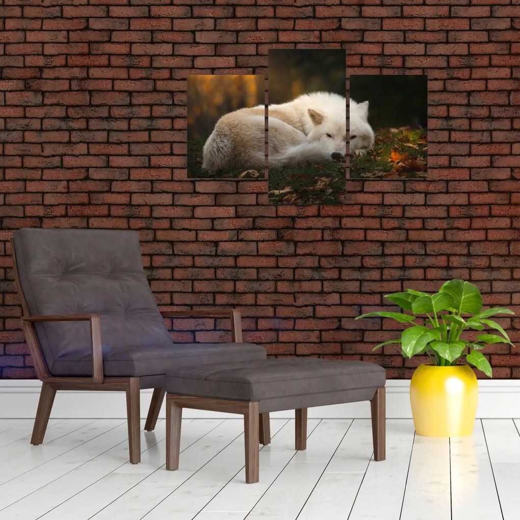 Tablou - Lupul care se odihnește (90x60 cm)