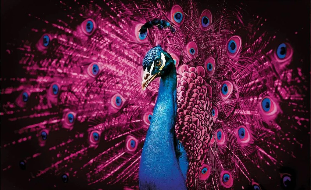Fototapet - Păun cu pene roz (152,5x104 cm)