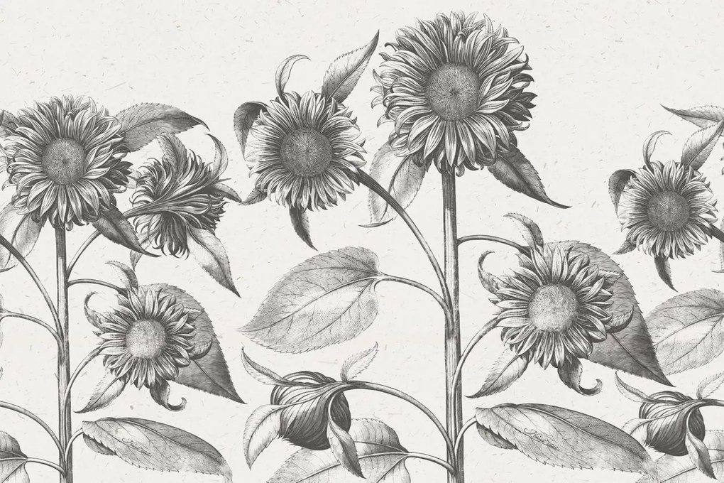 Fototapet, Sunflower, Beige, Rebel Walls