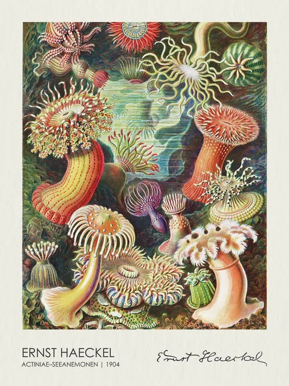 Reproducere Actiniae–Seeanemonen (1904), Ernst Haeckel