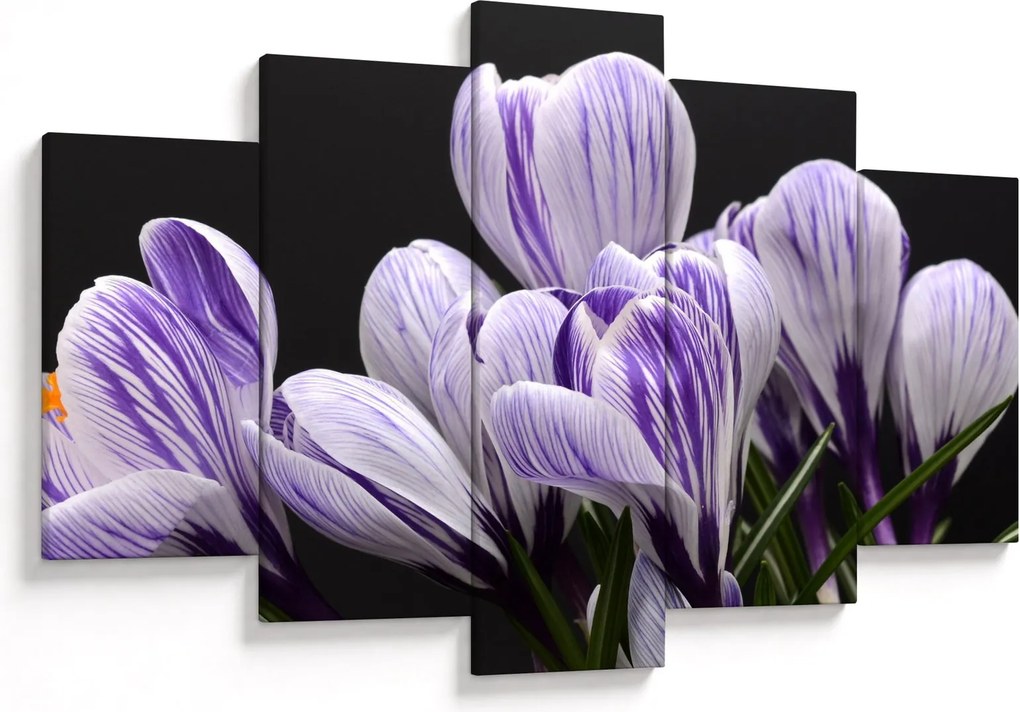 Tablou - Crocus violet (150x105 cm)