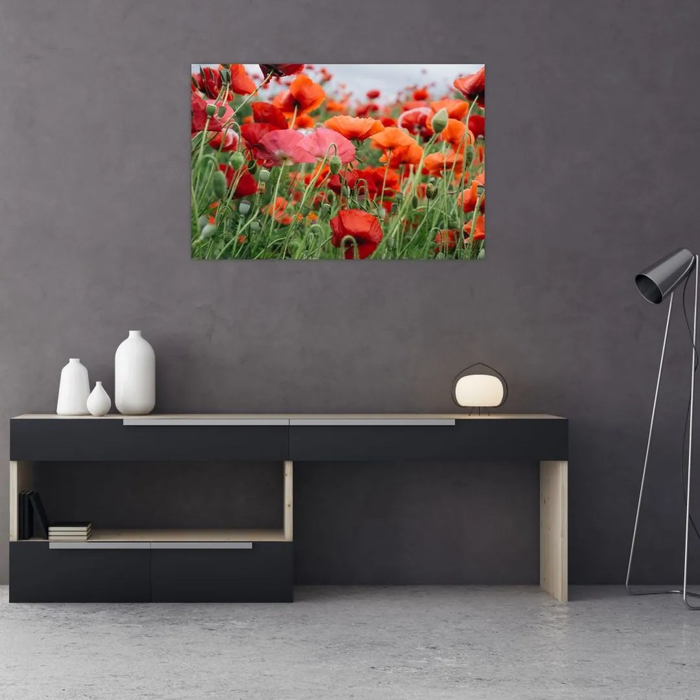 Tablou din câmp cu maci (90x60 cm)