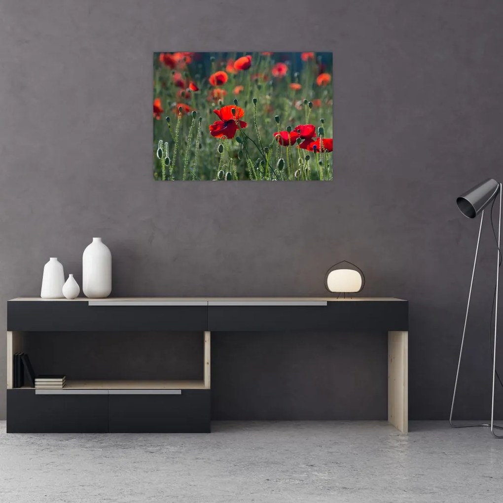 Tablou - Lunca cu maci (70x50 cm)