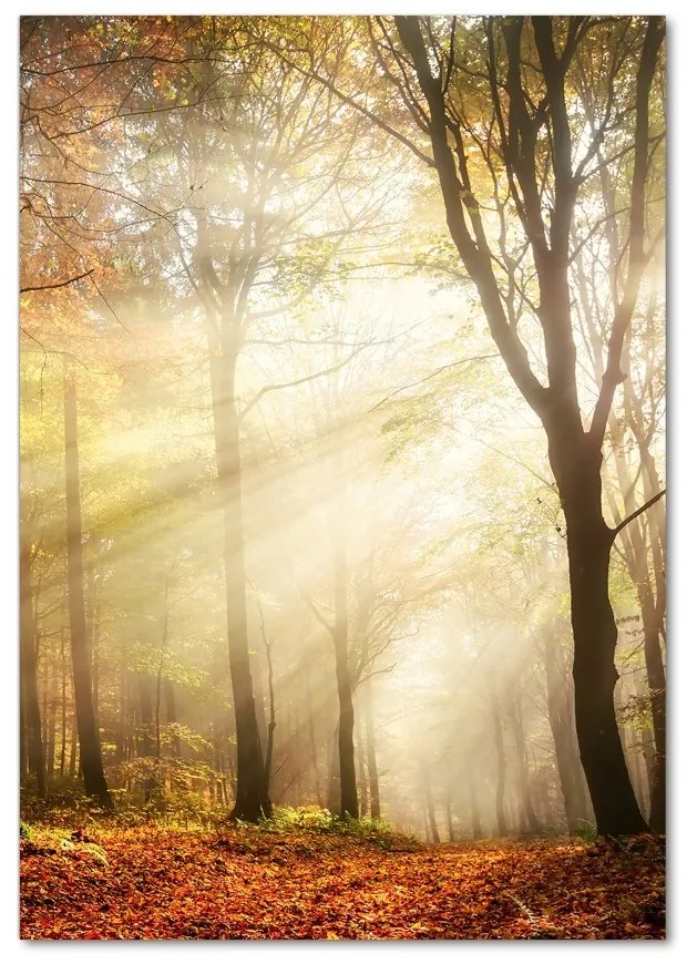 Fotografie imprimată pe sticlă pădure în toamna