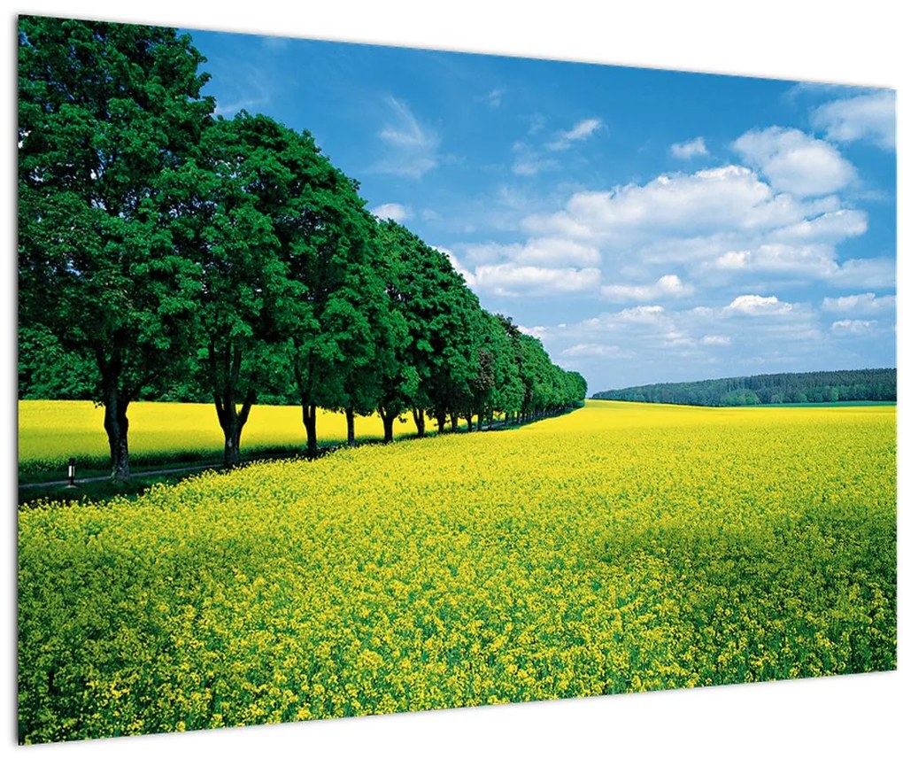 Tablou - Câmp cu alei (90x60 cm)