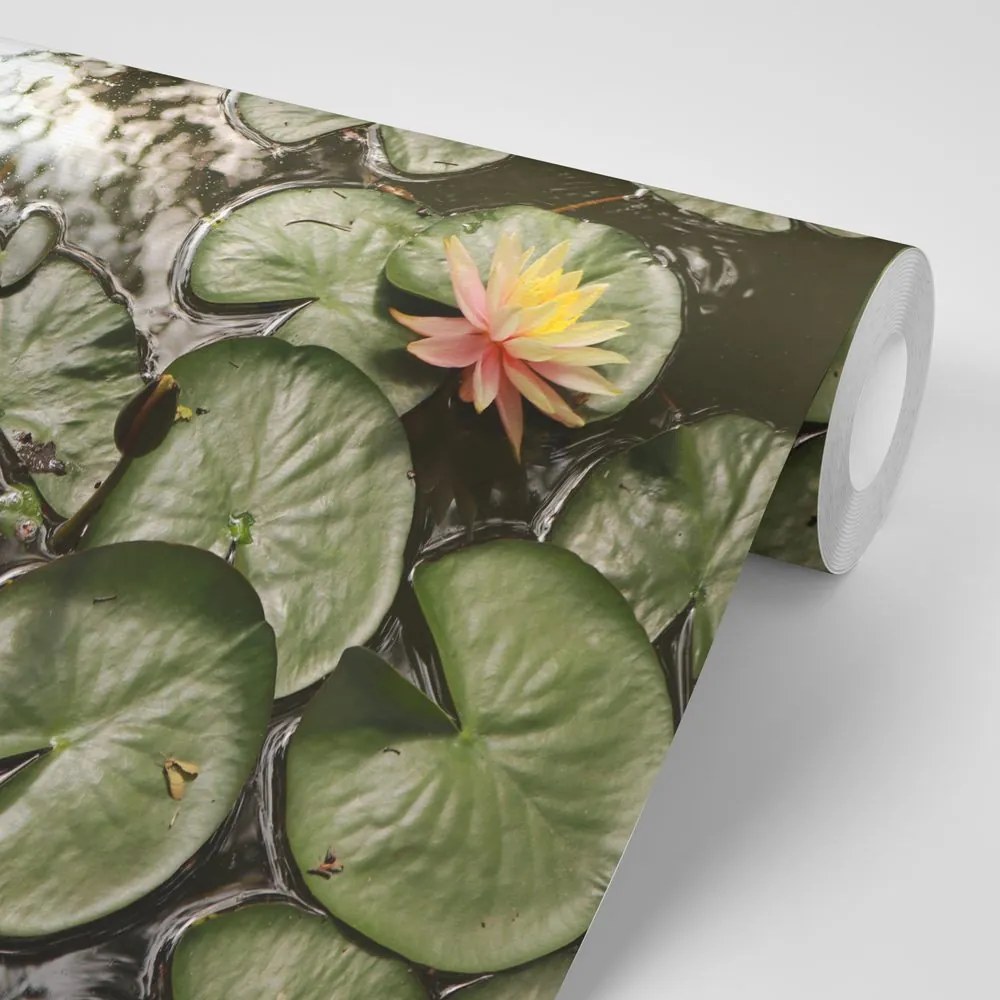 Fototapet autoadeziv floare de lotus în grădină
