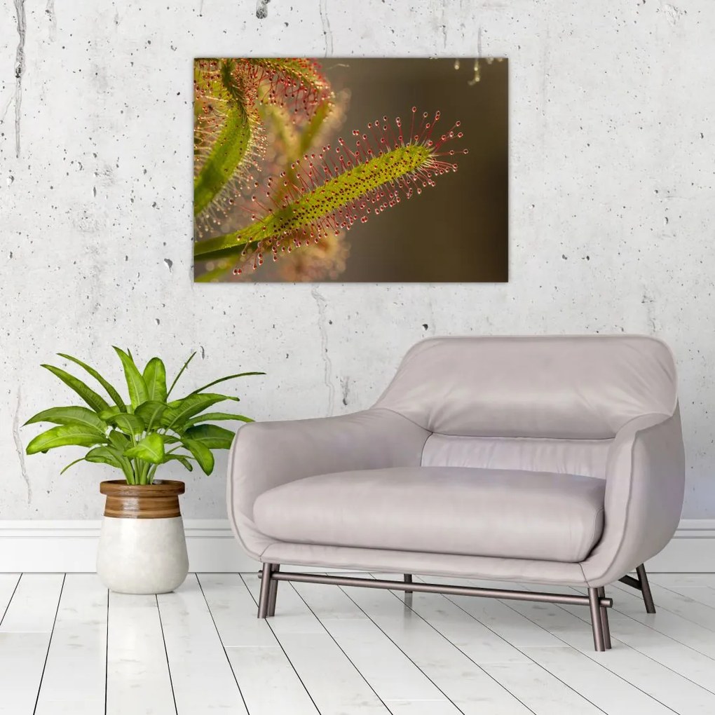 Tablou cu plantă (70x50 cm)