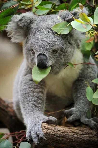 Fotografie young koala, Freder