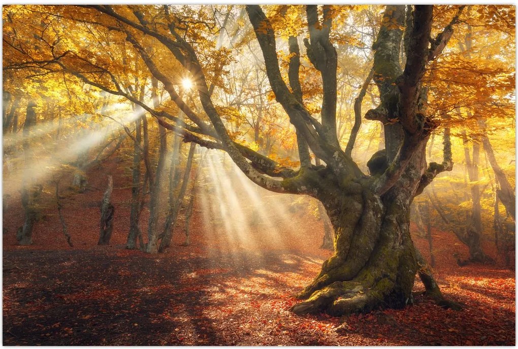 Tablou - Lumina de toamnă (90x60 cm)