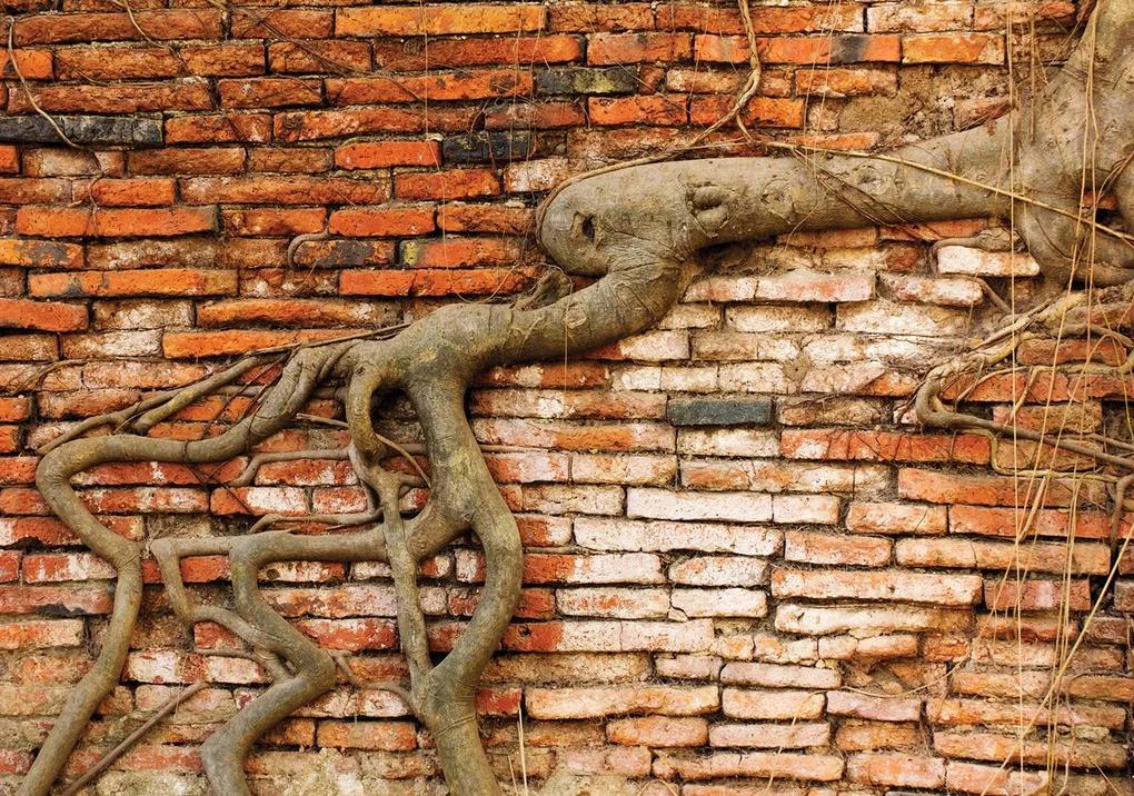 Fototapet - Rădăcini în zid (254x184 cm), în 8 de alte dimensiuni noi