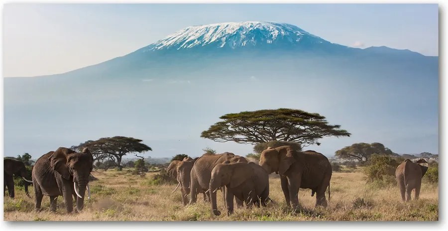 Tablou Printat Pe Sticlă Elefanți kilimanjaro
