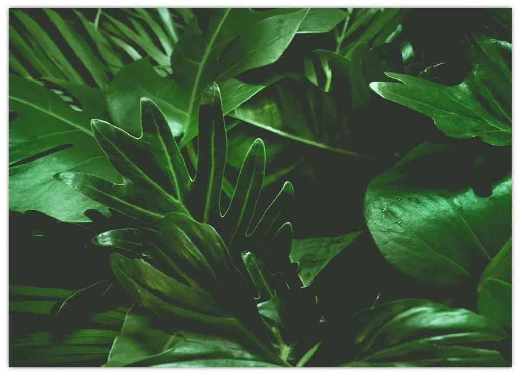 Tablou pe sticlă - Frunze de palmier (70x50 cm)