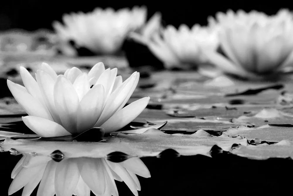 Tablou floare de lotus în design alb-negru