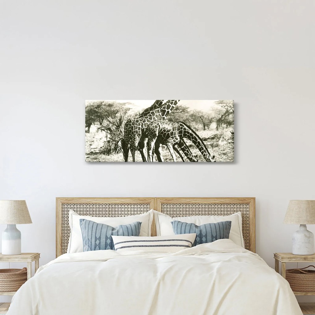 Tablou - Girafe, de epocă (120x50 cm)