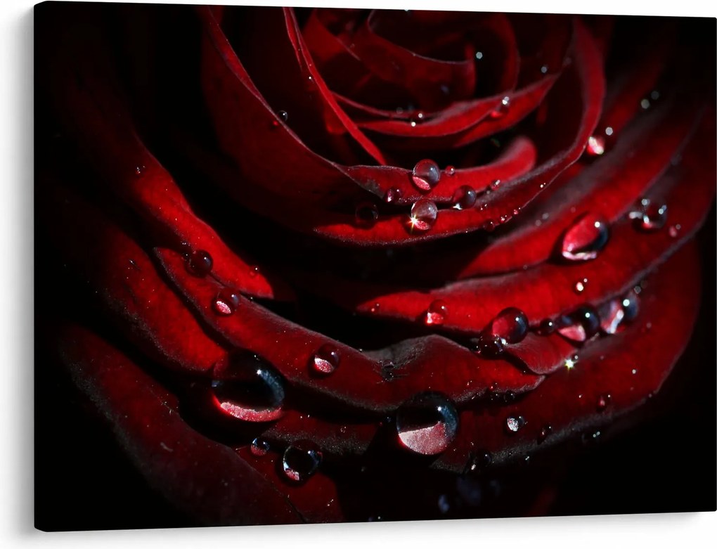 Tablou - Trandafir (70x50 cm)