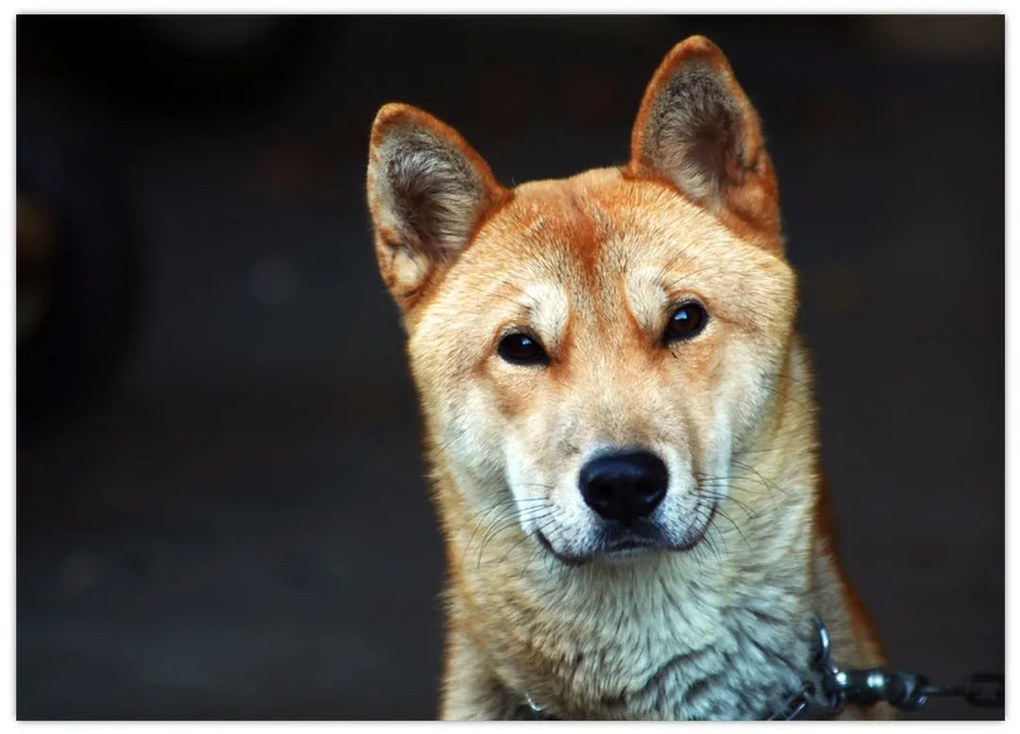 Tablou cu câine (70x50 cm)