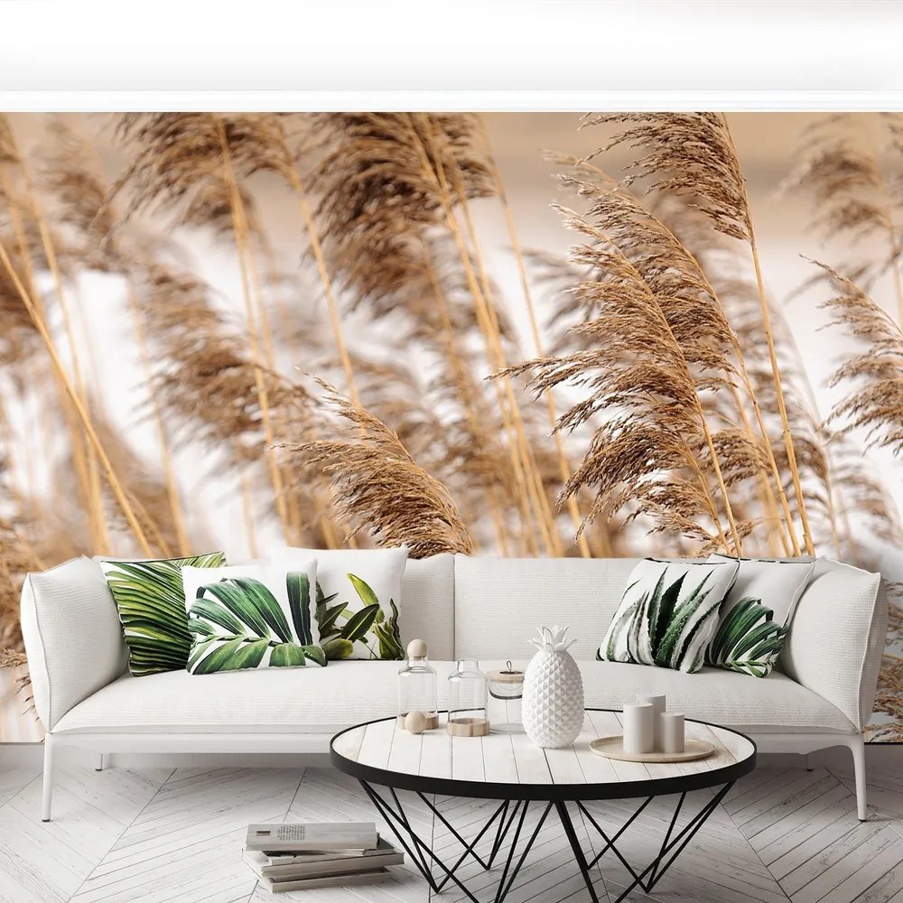 Fototapet Brown Reed