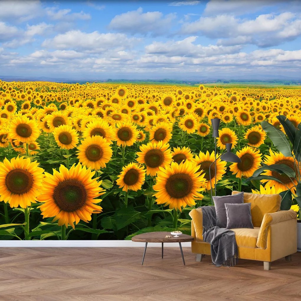 Fototapet - Câmp cu floarea soarelui (147x102 cm)